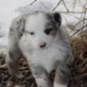 Meet your Posher, Mackenzie